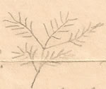 pine tree leaf sketch