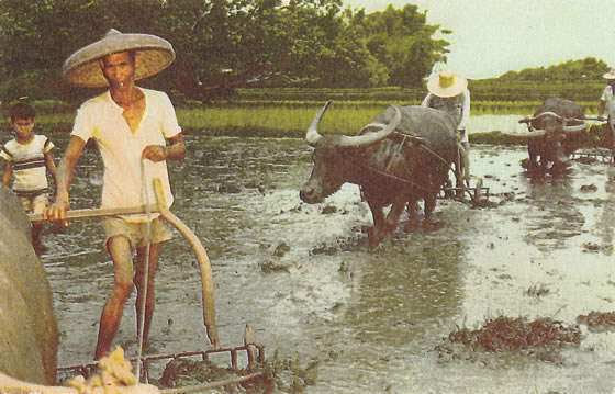 Philippines ~ Water Buffalo